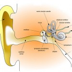 ringing ear model