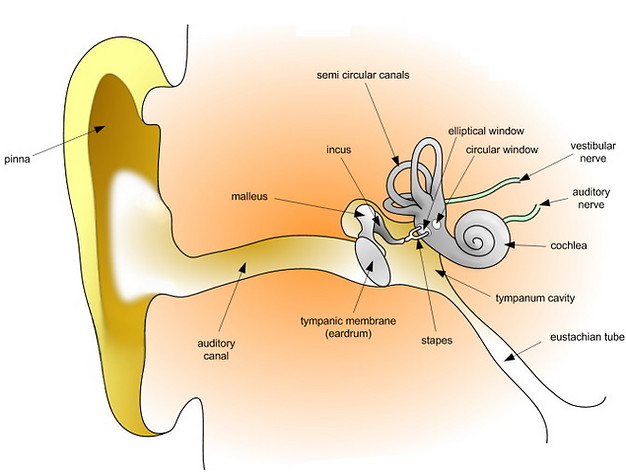 tinnitus bilateral maxillary mucous